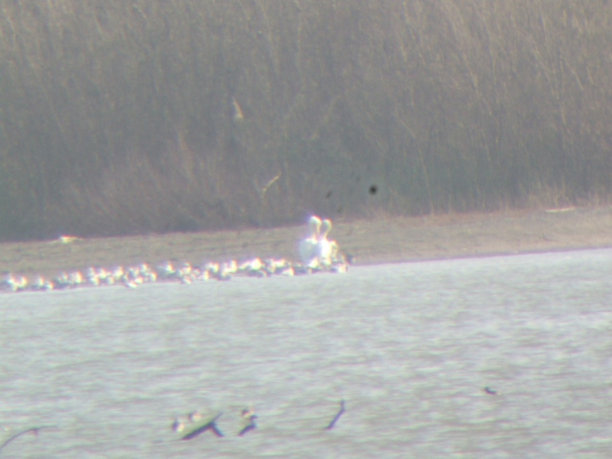 American White Pelican - ML36955701