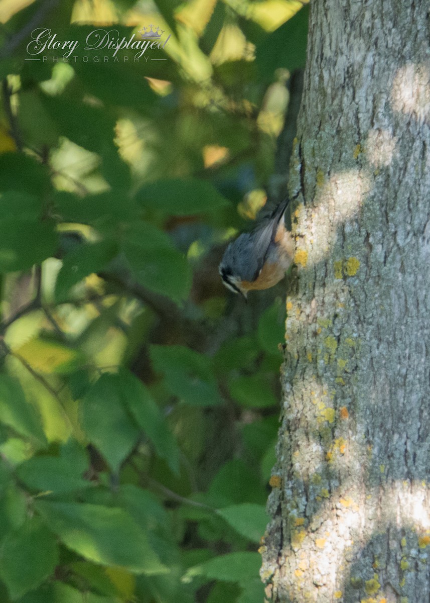 Red-breasted Nuthatch - ML369557891