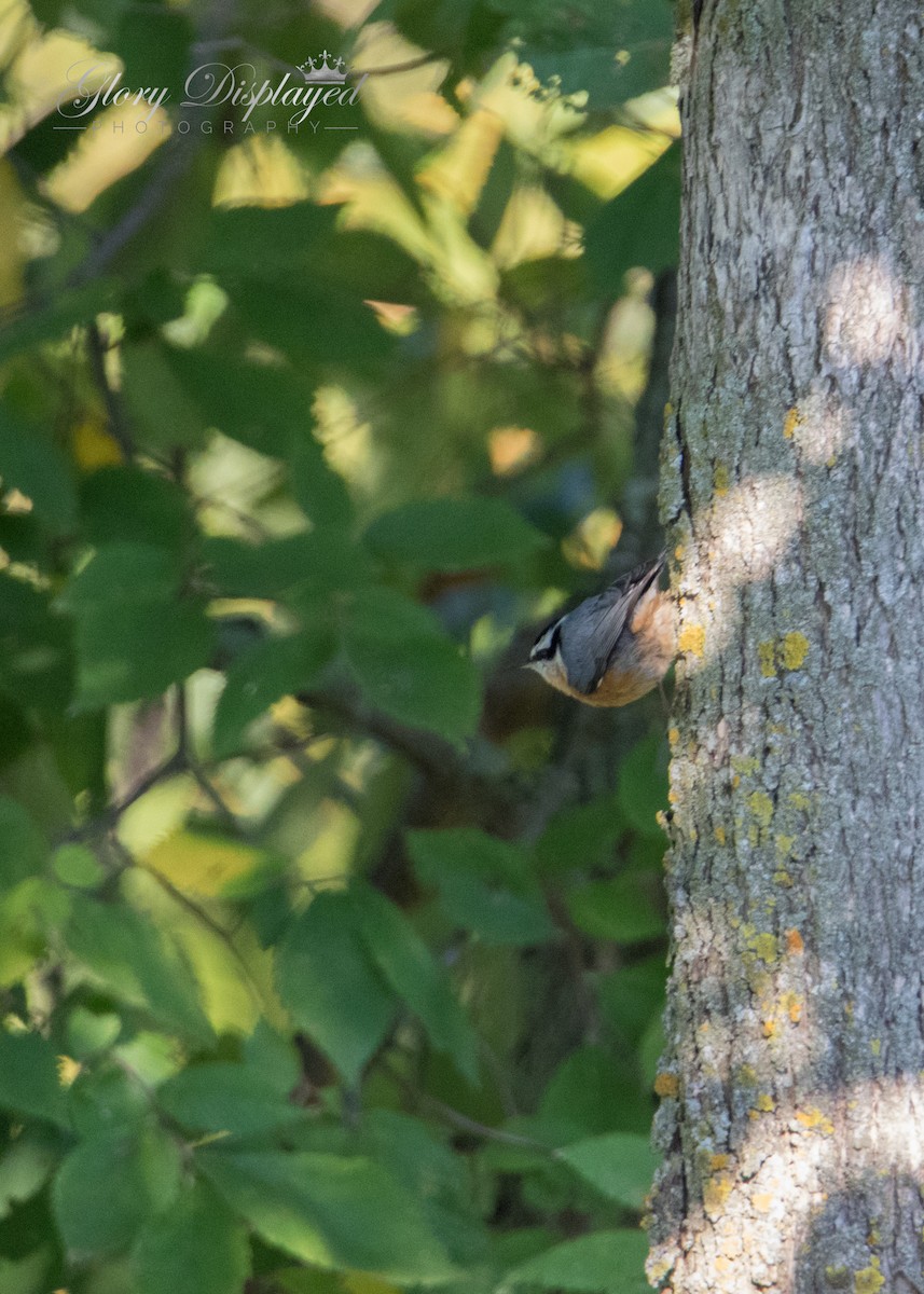 Red-breasted Nuthatch - ML369557941