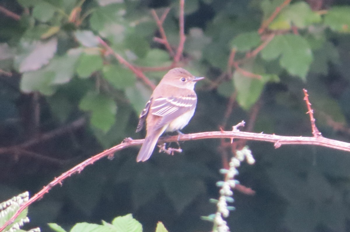 Mosquero (Empidonax) sp. - ML369558011