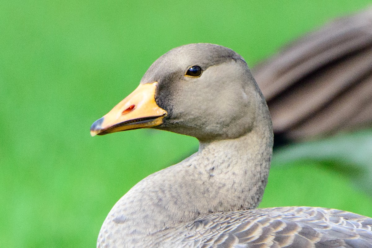 Greater White-fronted Goose - Vicki St Germaine