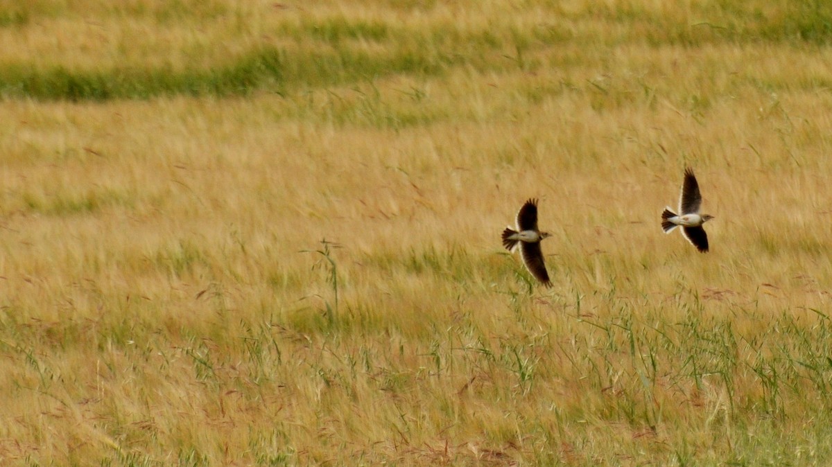 Calandra Lark - Diana Flora Padron Novoa