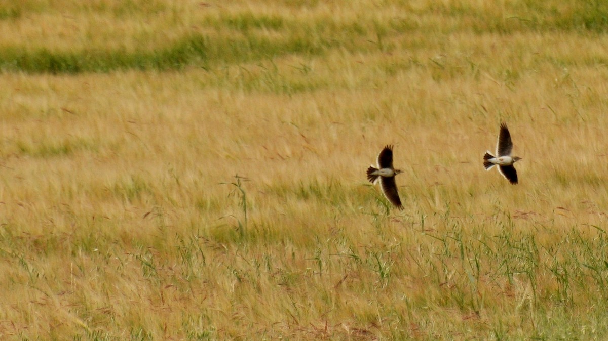 Calandra Lark - Diana Flora Padron Novoa