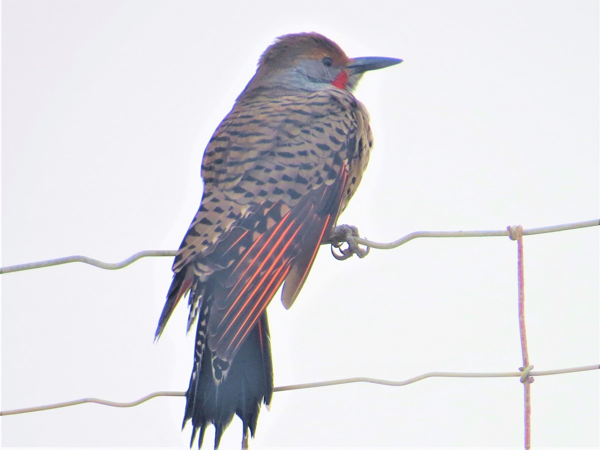 Northern Flicker - ML369562701