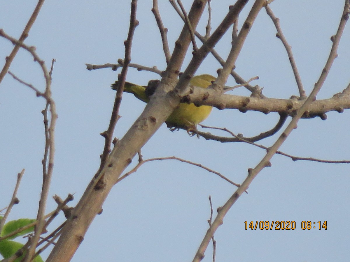 Yellow Warbler - ML369566641