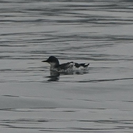 Pigeon Guillemot - ML369567201