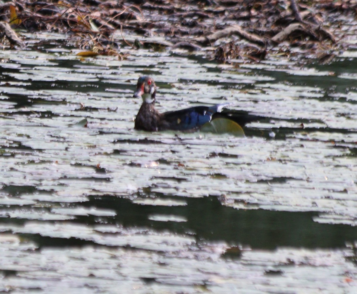 Wood Duck - ML369567671