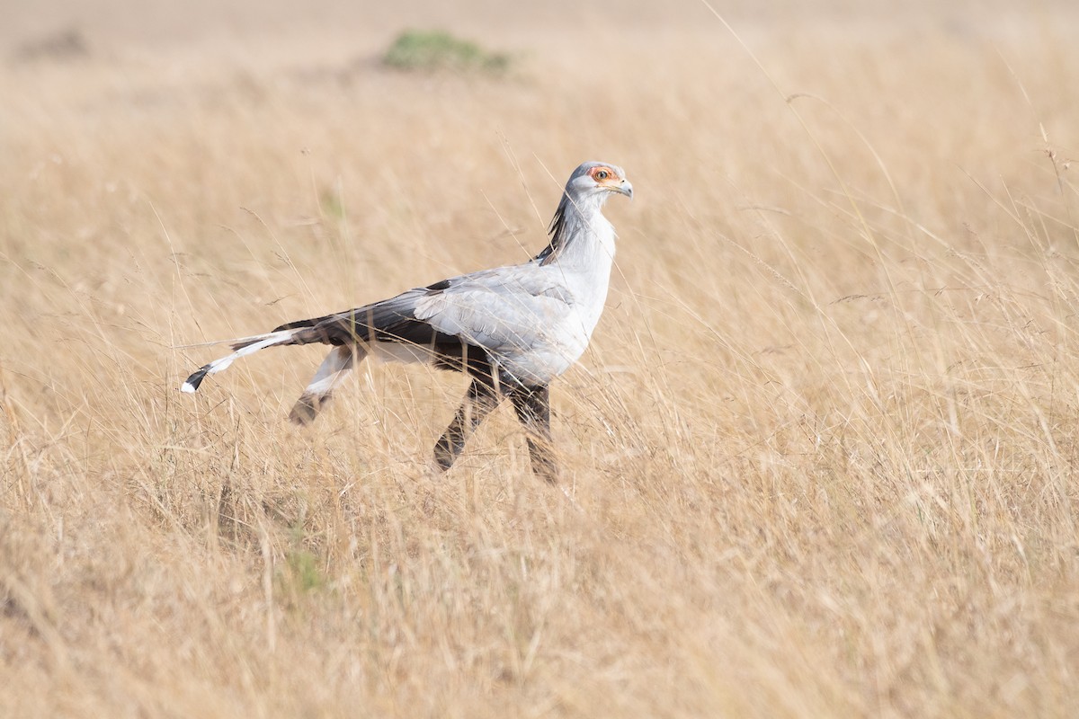 Secretarybird - ML369567721