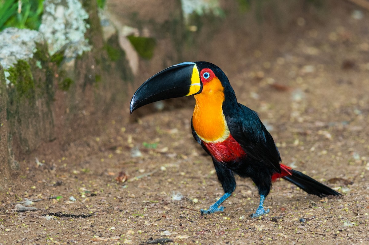 Channel-billed Toucan - Claudia Brasileiro