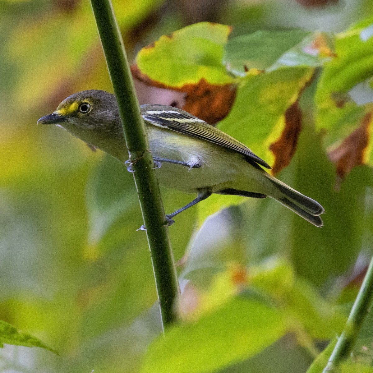 White-eyed Vireo - Dan Vickers