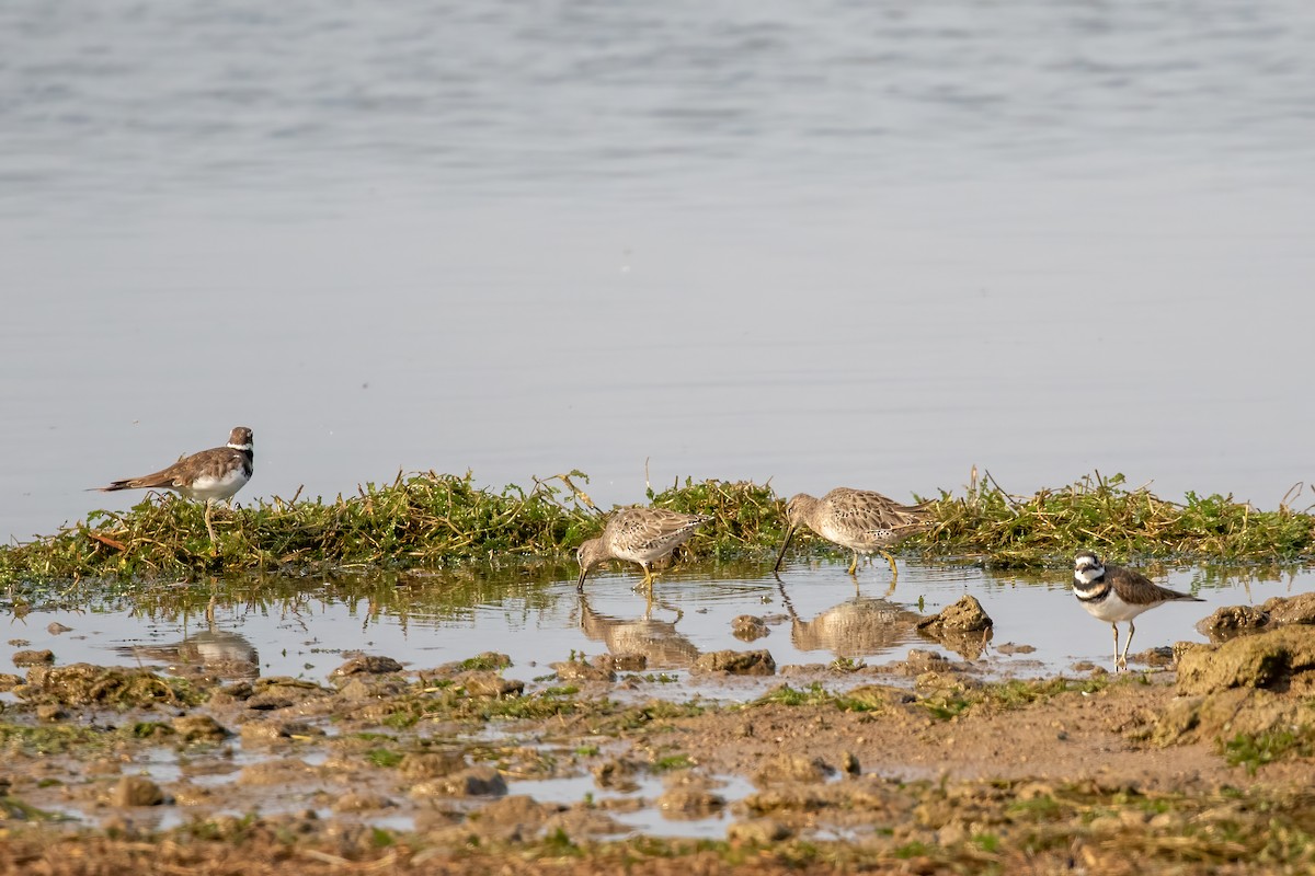 Long-billed Dowitcher - ML369571331