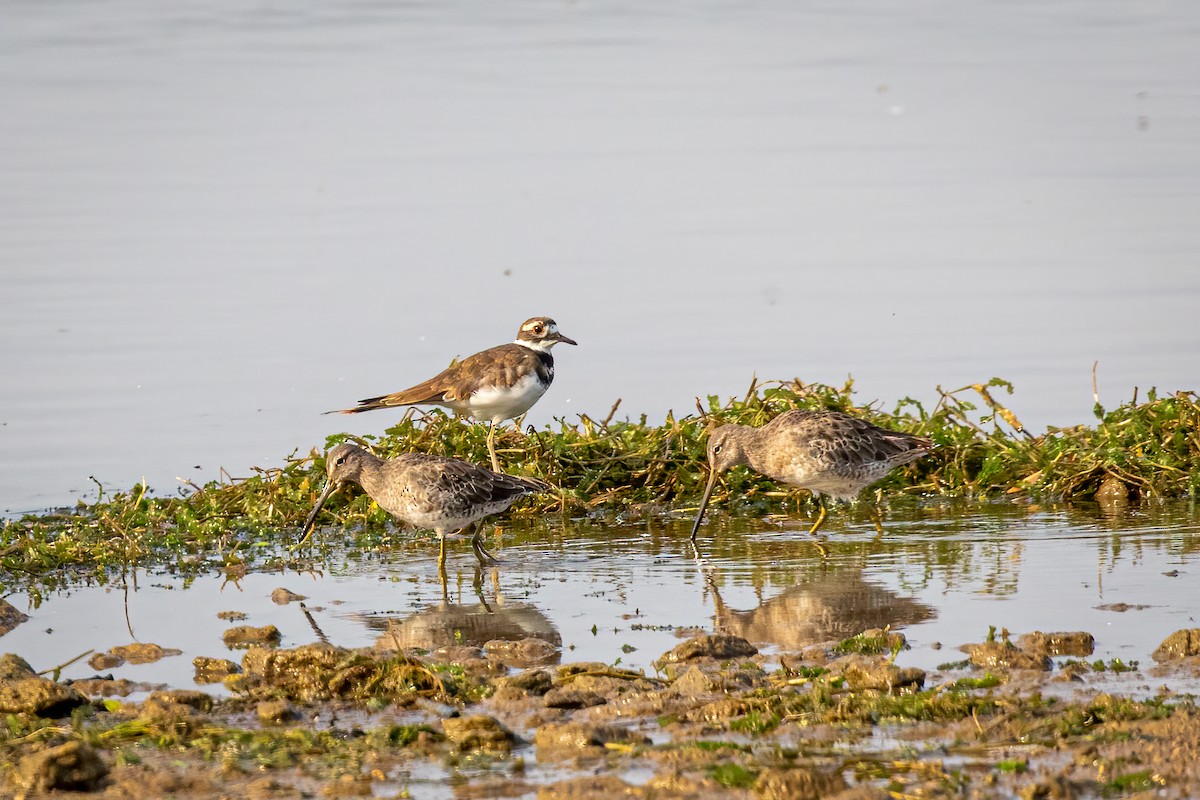 Long-billed Dowitcher - ML369571341