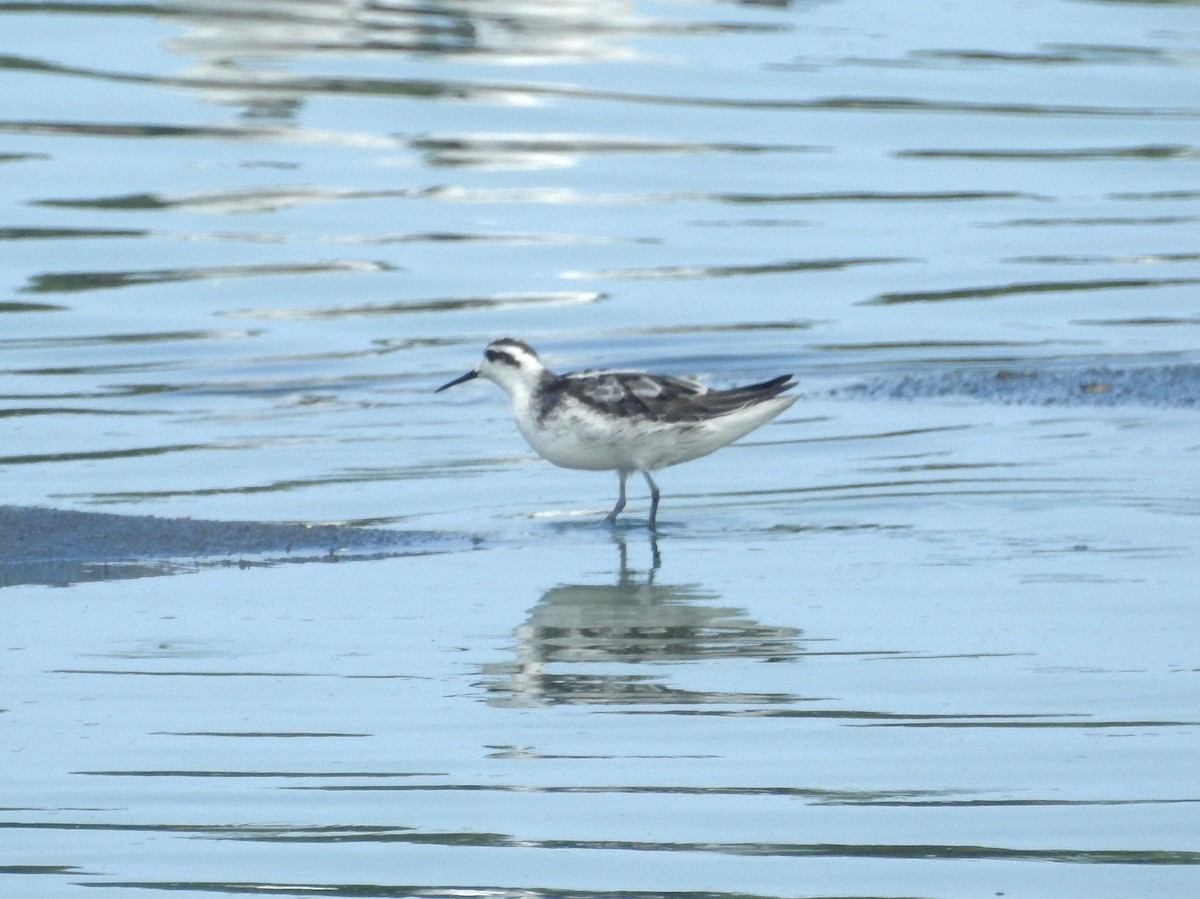 Phalarope à bec étroit - ML369571521