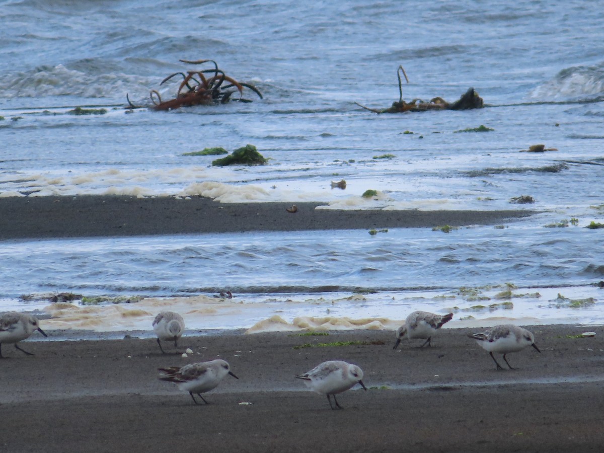 Sanderling - Michelle Sopoliga