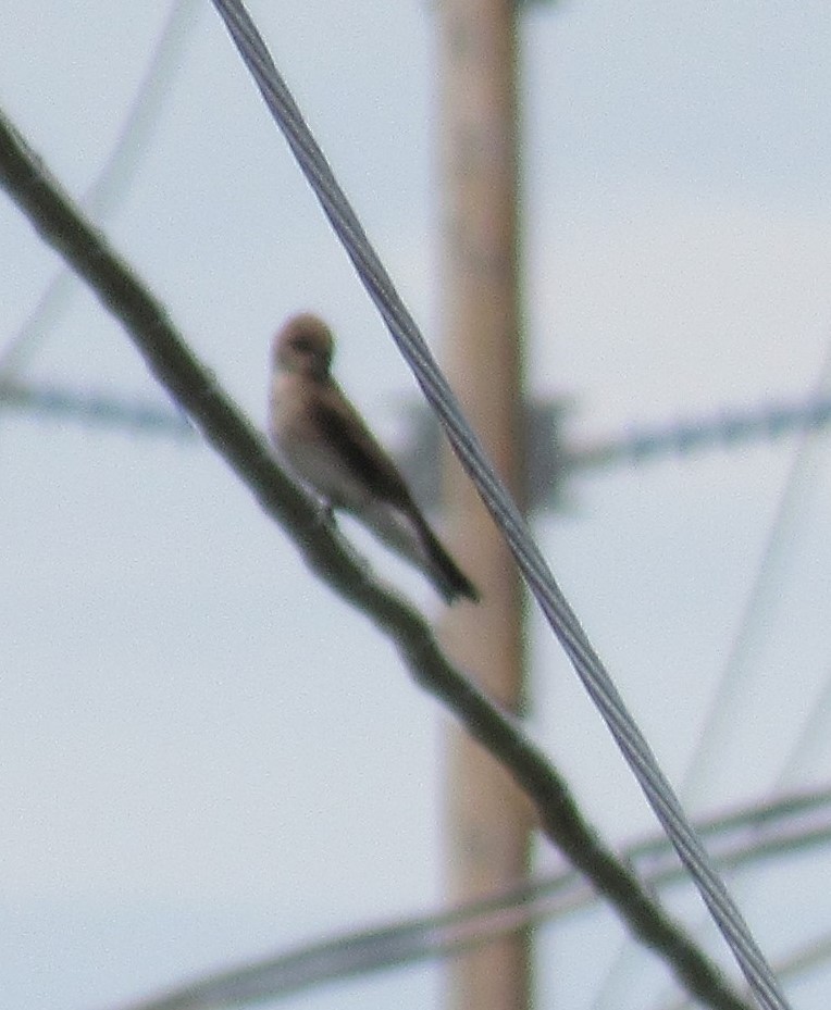 Northern Rough-winged Swallow - ML369573761