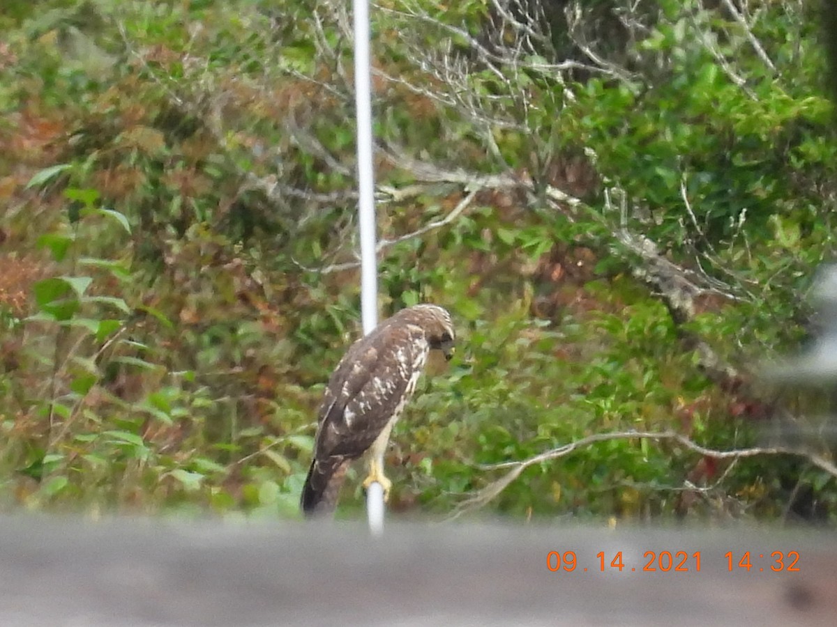 Broad-winged Hawk - ML369573871