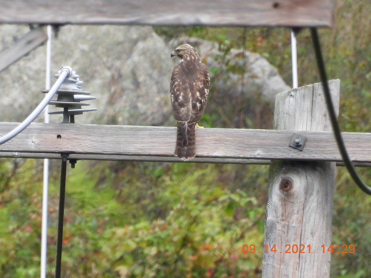 Broad-winged Hawk - ML369573881