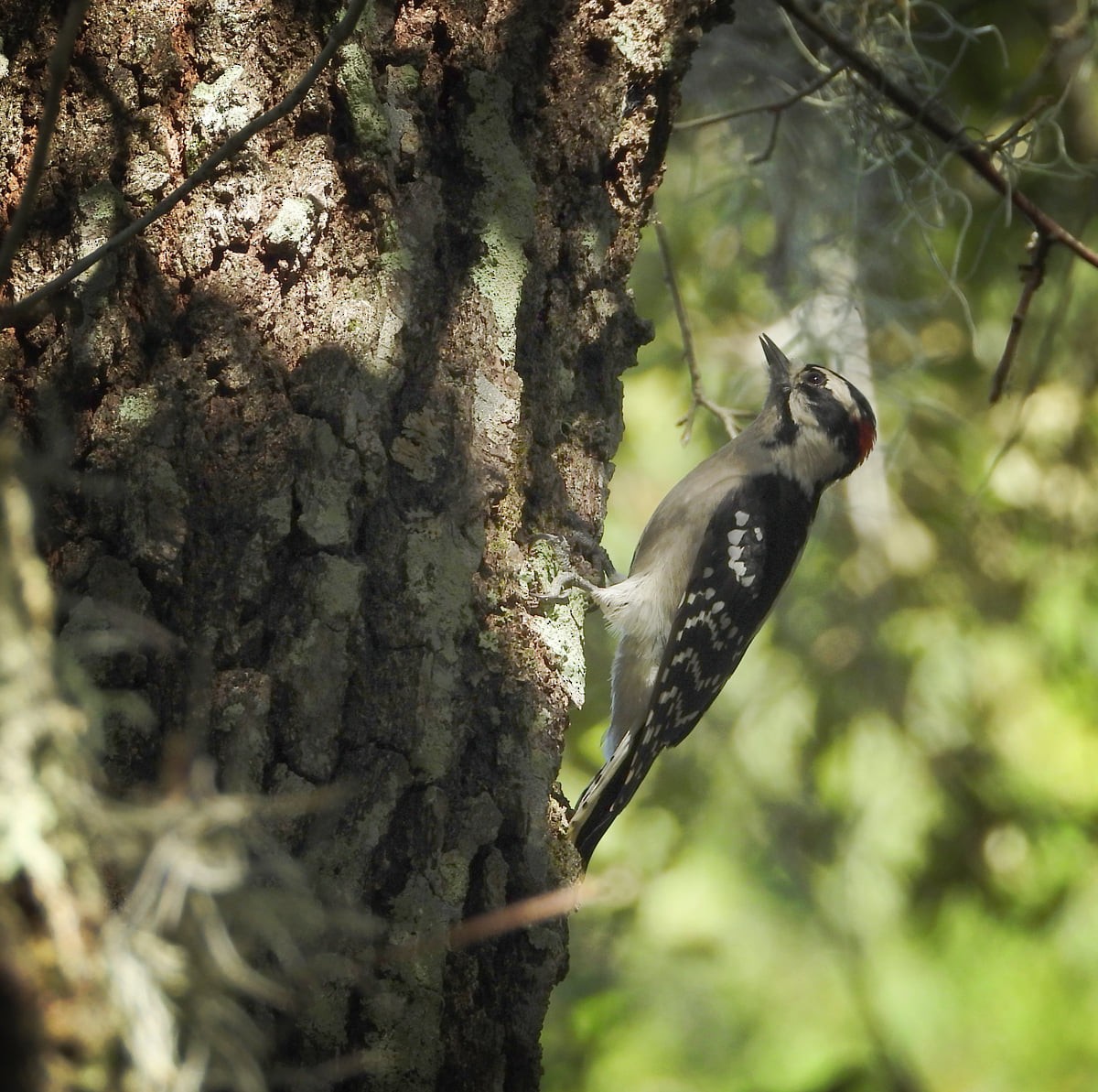 Downy Woodpecker - ML369574021