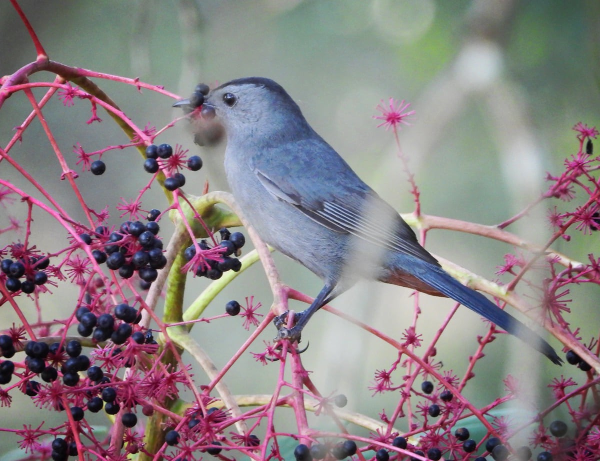 Gray Catbird - ML369574211