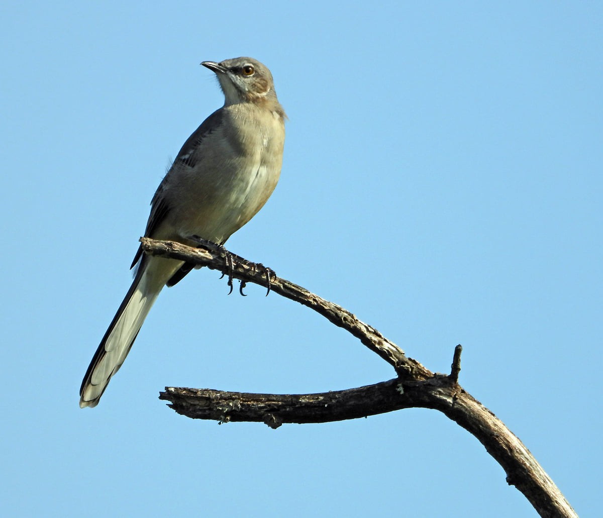 Northern Mockingbird - ML369574421