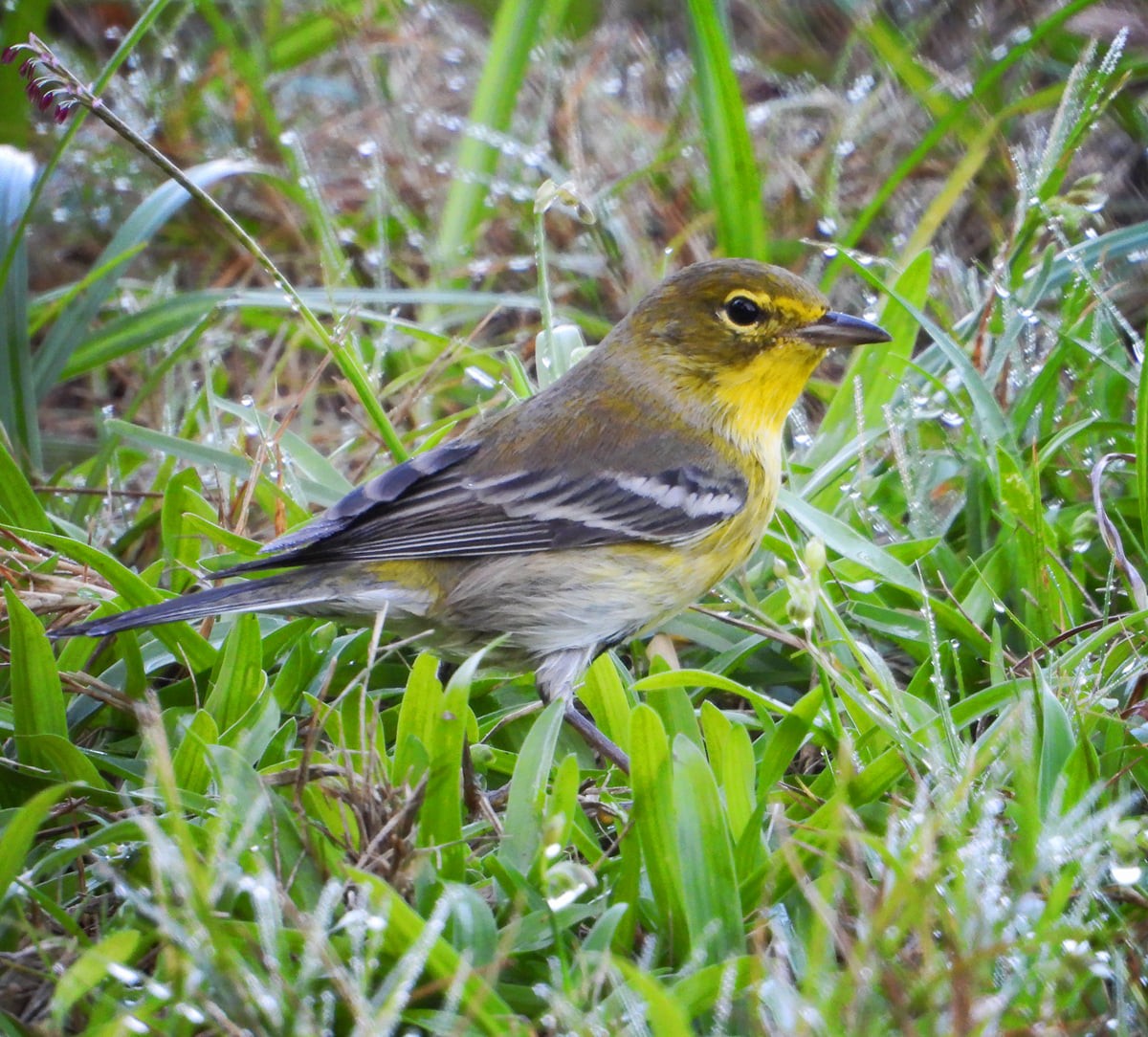 Pine Warbler - ML369574801