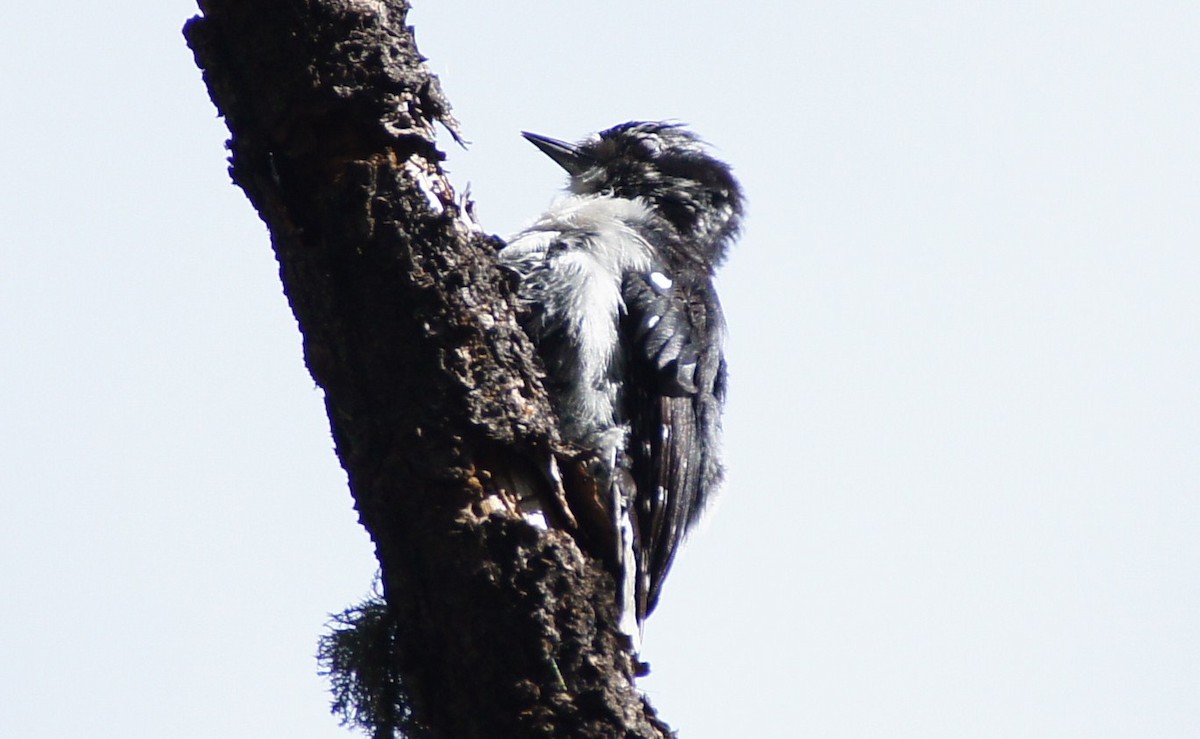 Downy Woodpecker - ML369575401