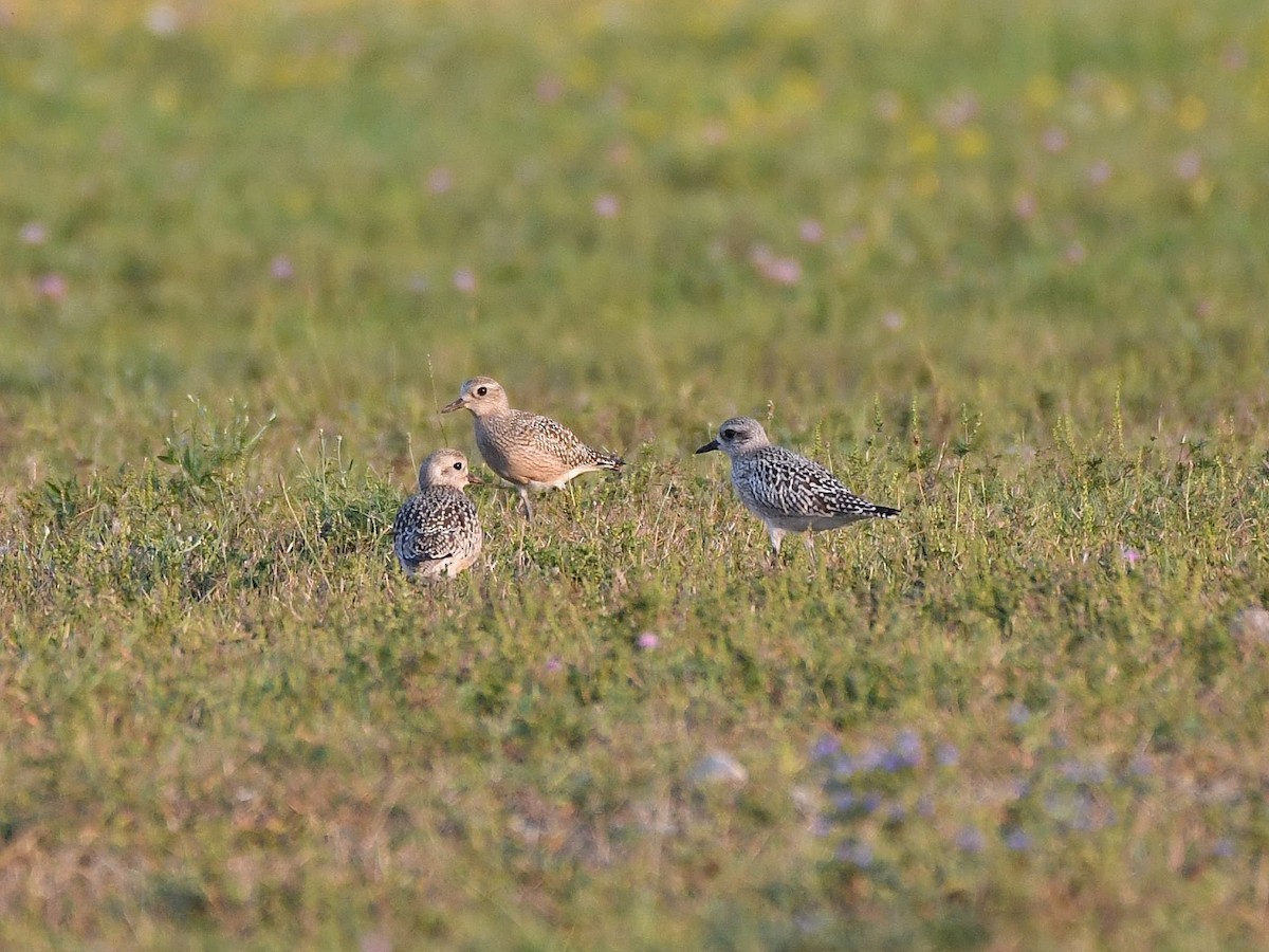 Black-bellied Plover - Bill Massaro