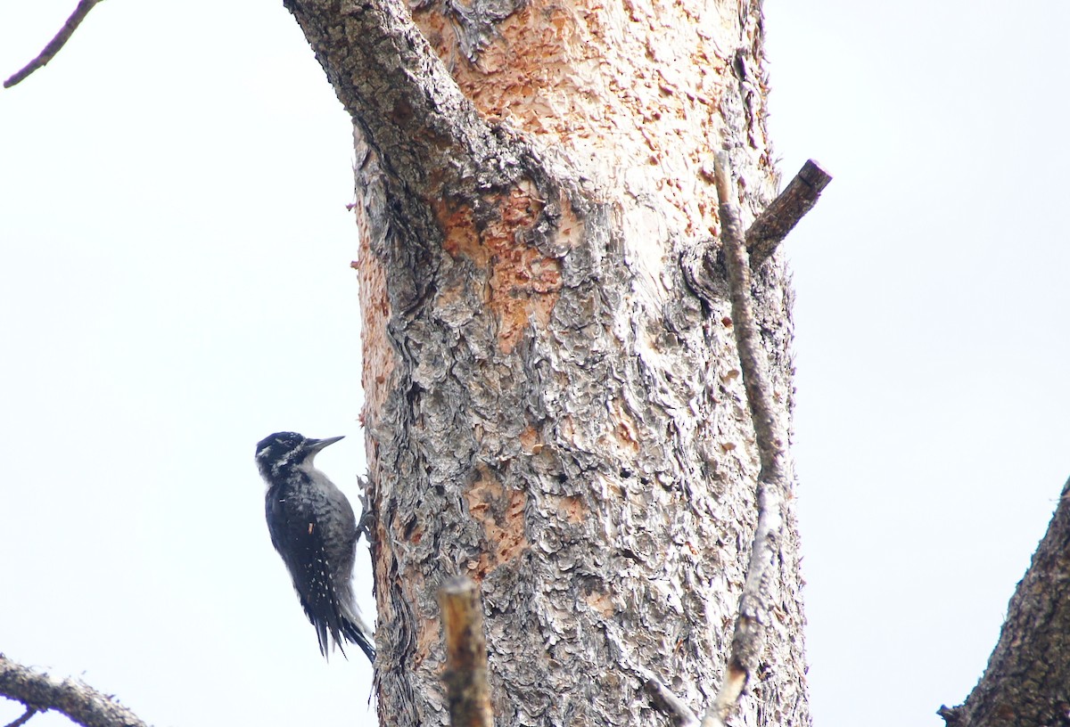 American Three-toed Woodpecker - ML369576721