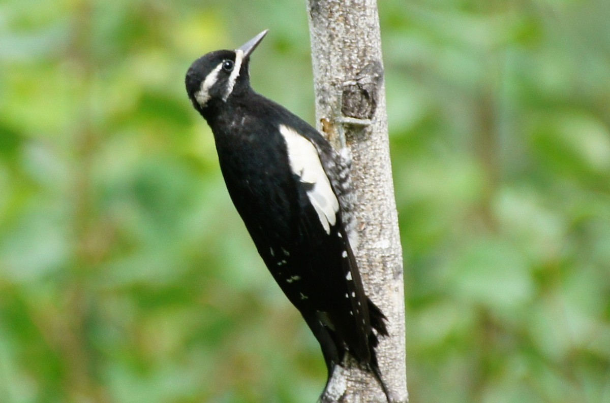 Williamson's Sapsucker - ML369576971