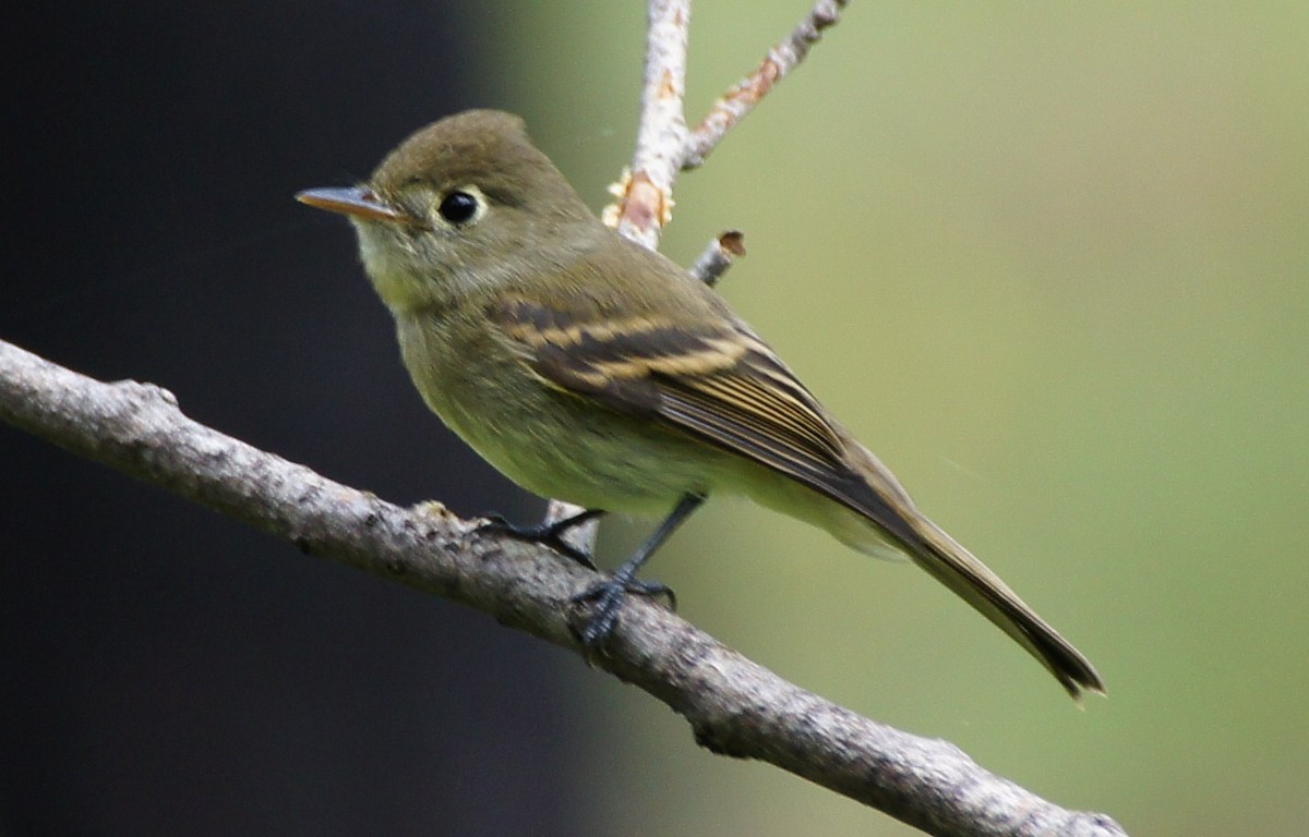 Western Flycatcher (Cordilleran) - ML369577091