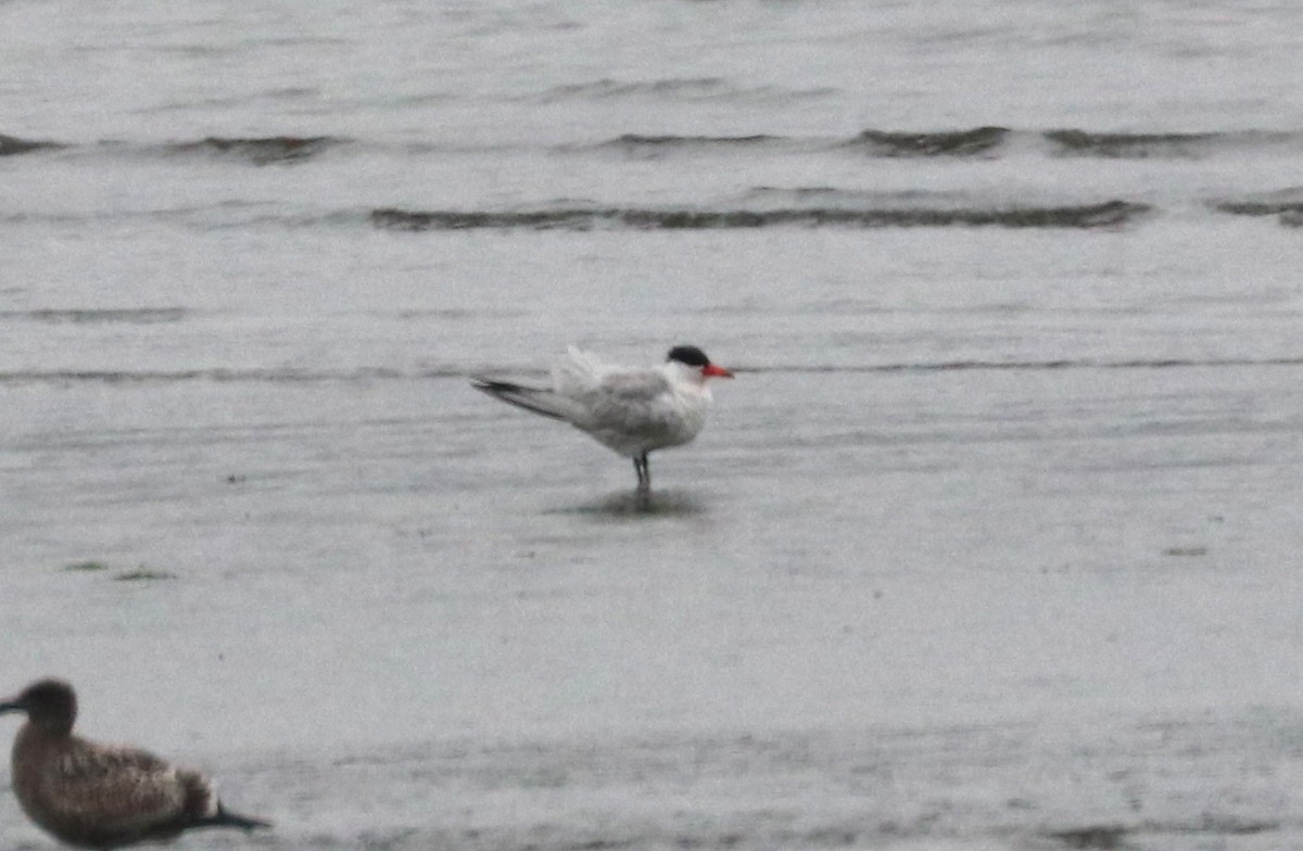 Caspian Tern - Alan Schmierer