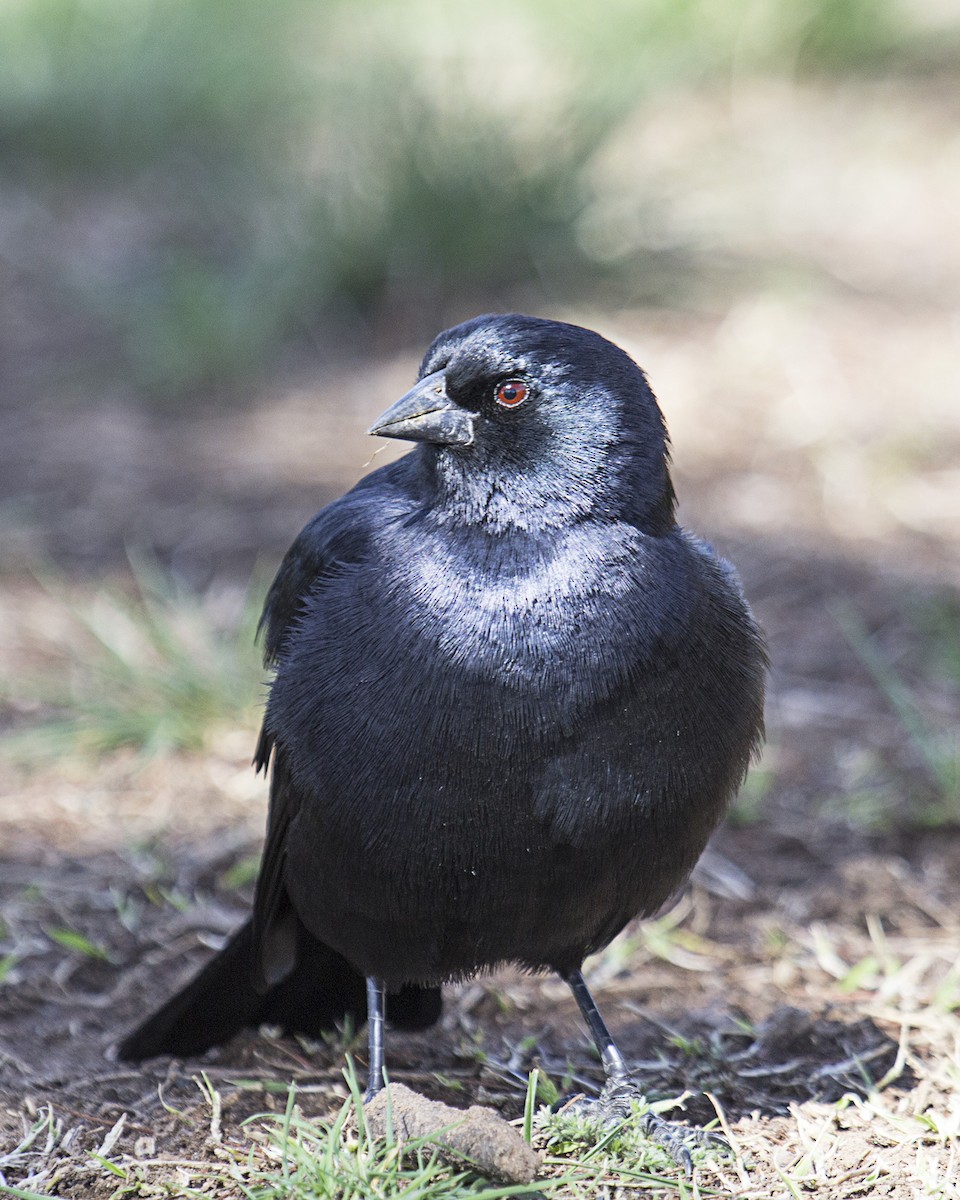 Screaming Cowbird - Gustavo Ferri