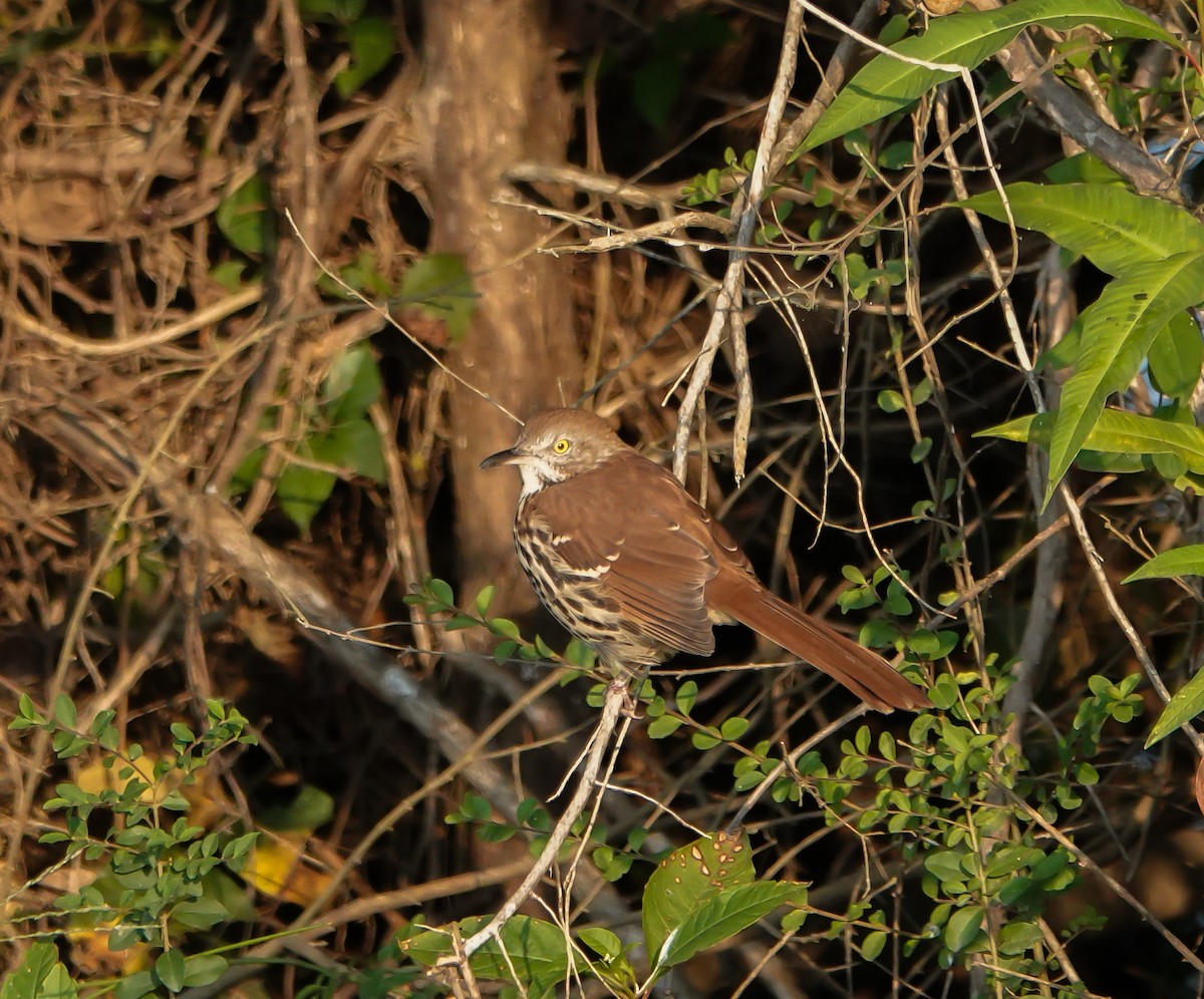 Brown Thrasher - ML369581201