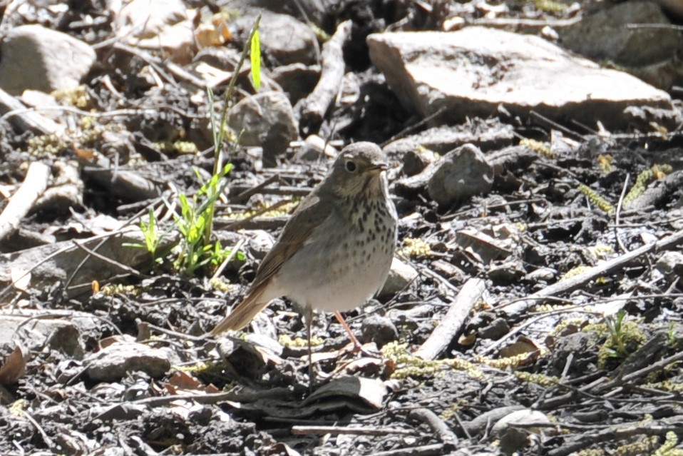 Hermit Thrush - ML36958141