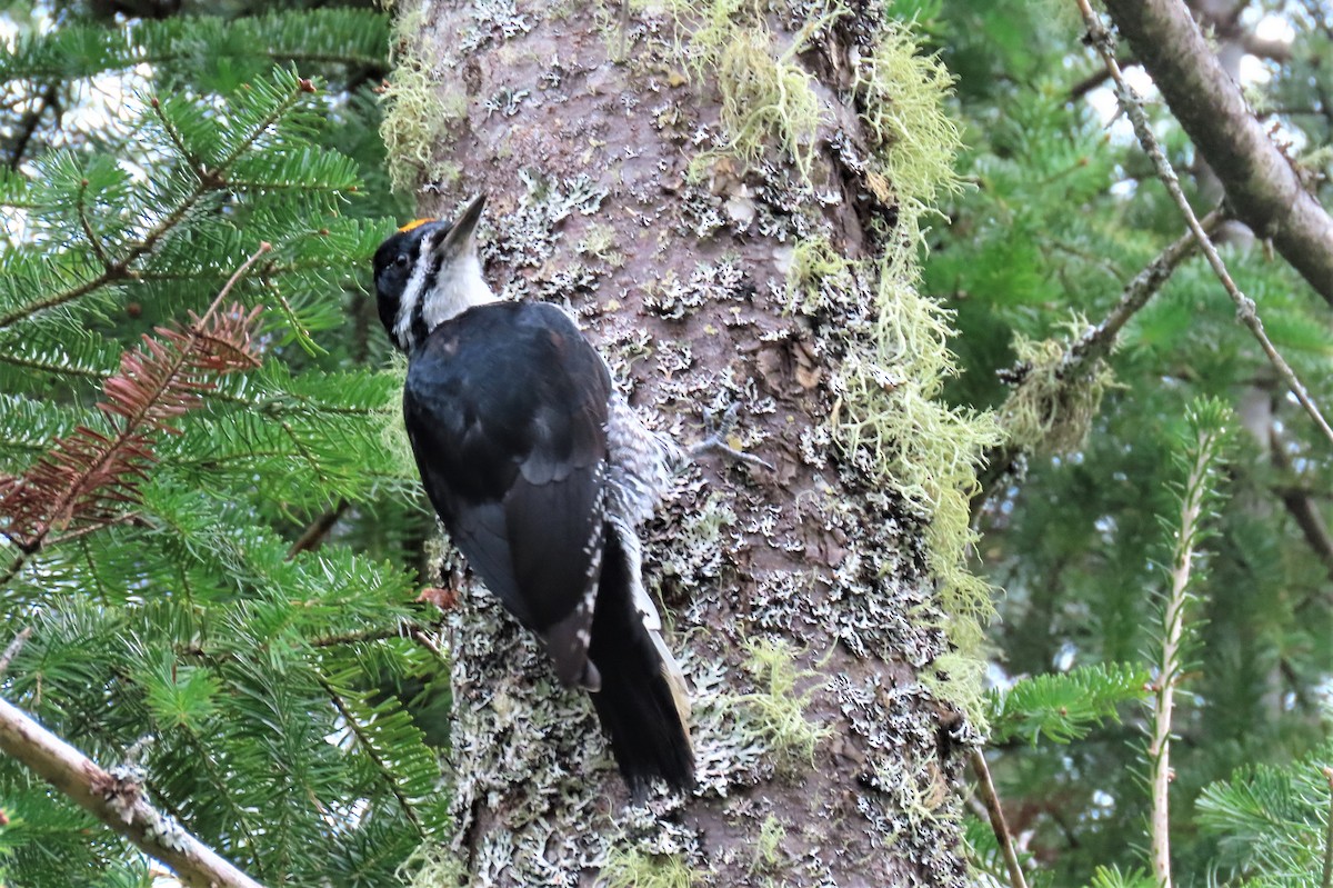 Black-backed Woodpecker - ML369581581