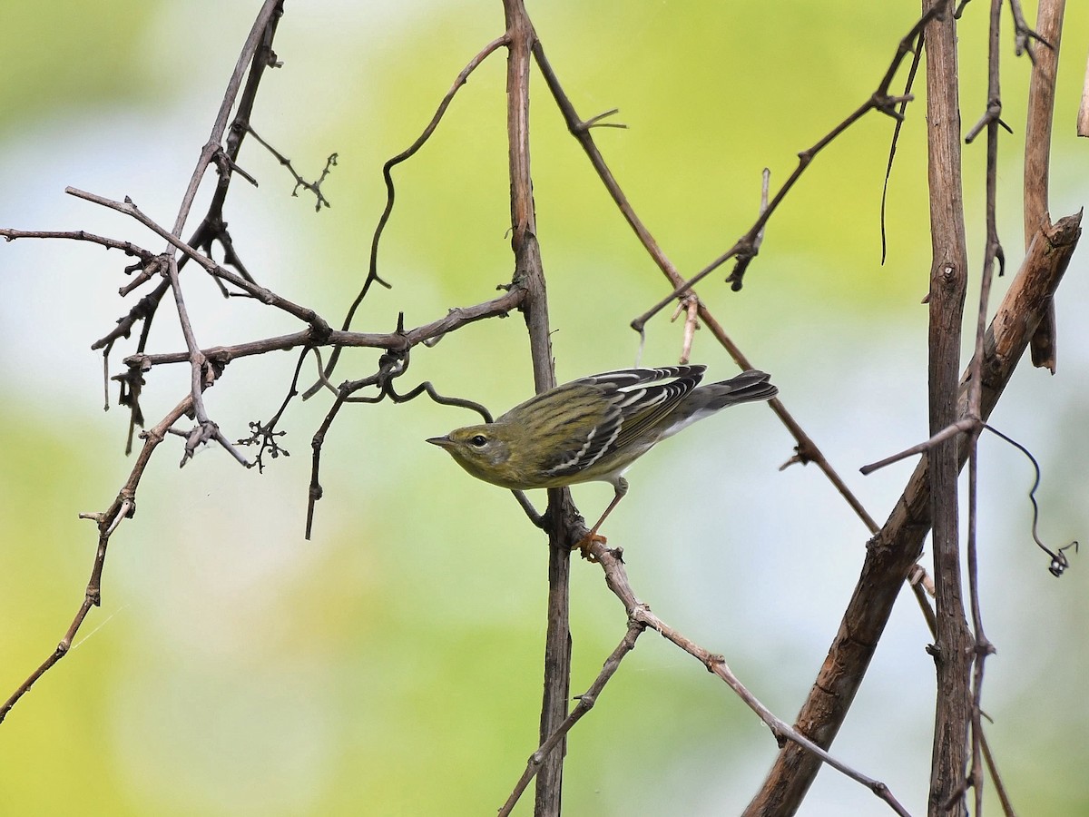 Blackpoll Warbler - Bill Massaro