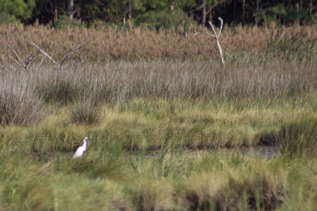 Little Blue Heron - ML369583241