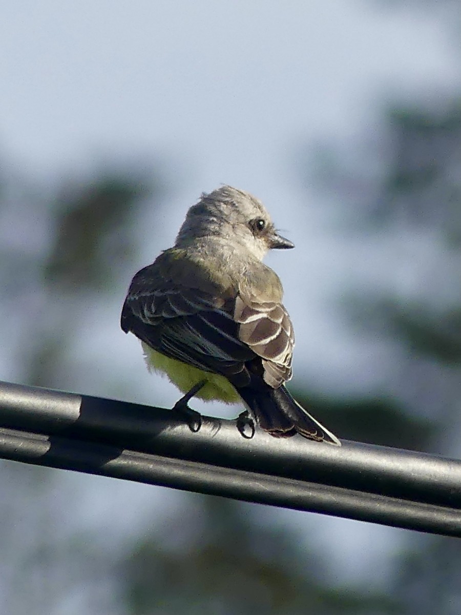 Western Kingbird - ML369586251