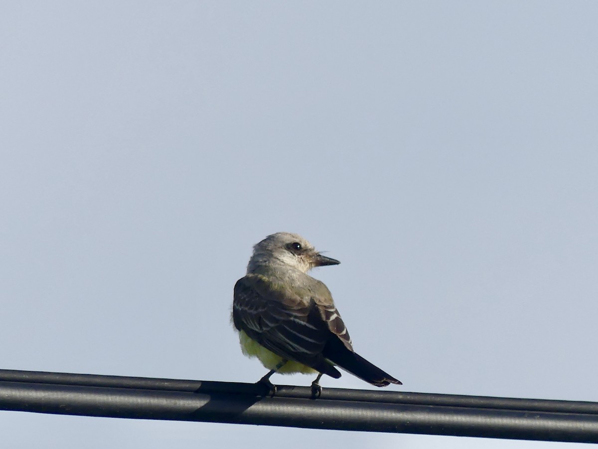 Western Kingbird - Laura Blutstein