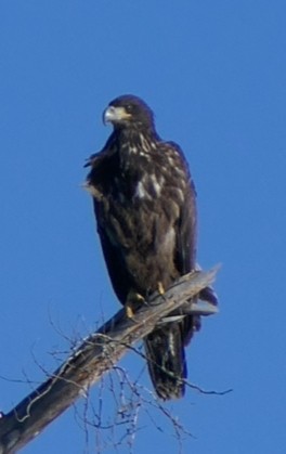 Bald Eagle - ML369587921