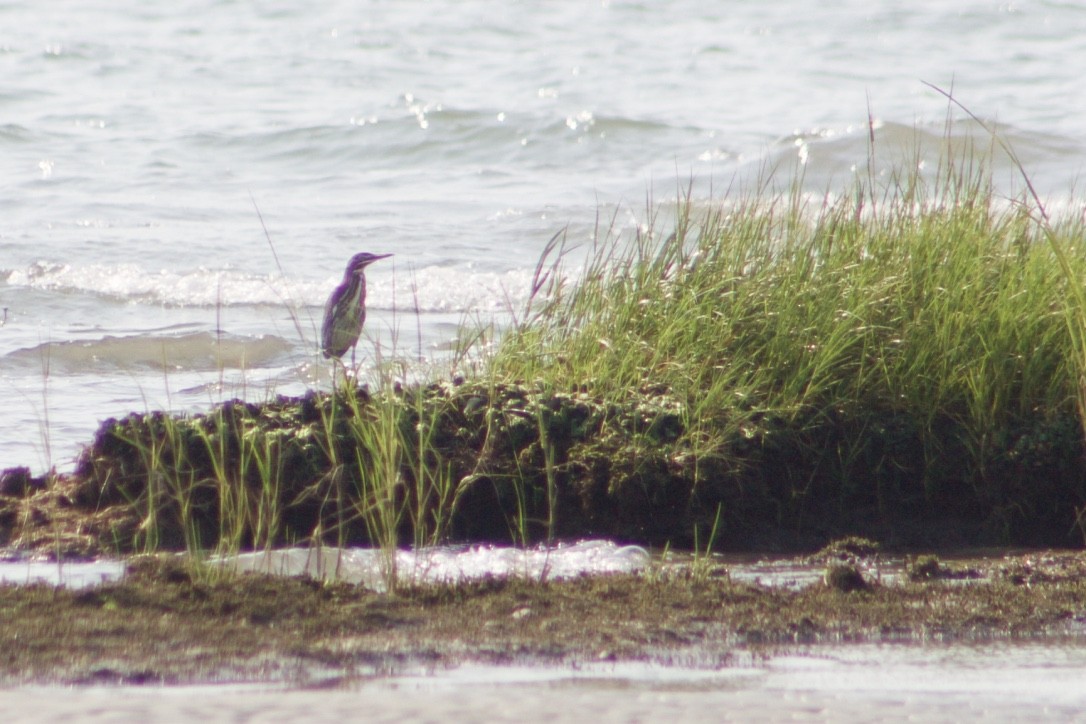 Green Heron - ML369587971