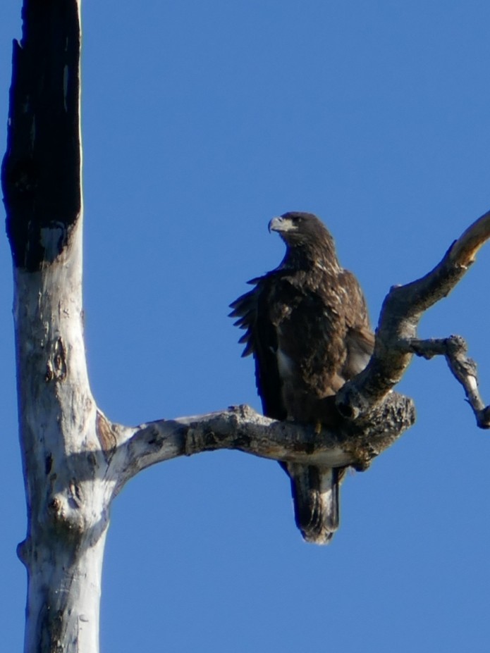 Bald Eagle - ML369588001