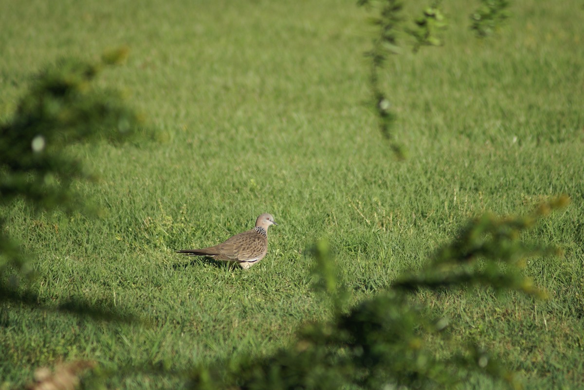 Spotted Dove - ML369588501