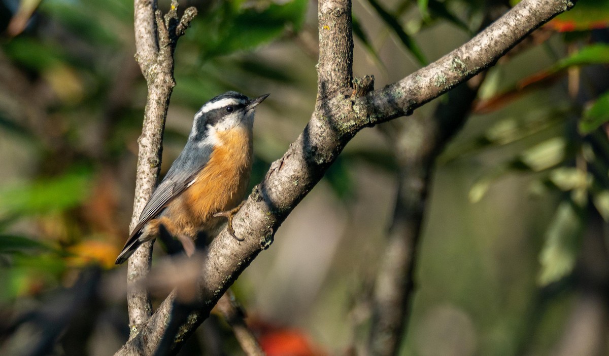 Red-breasted Nuthatch - ML369588641