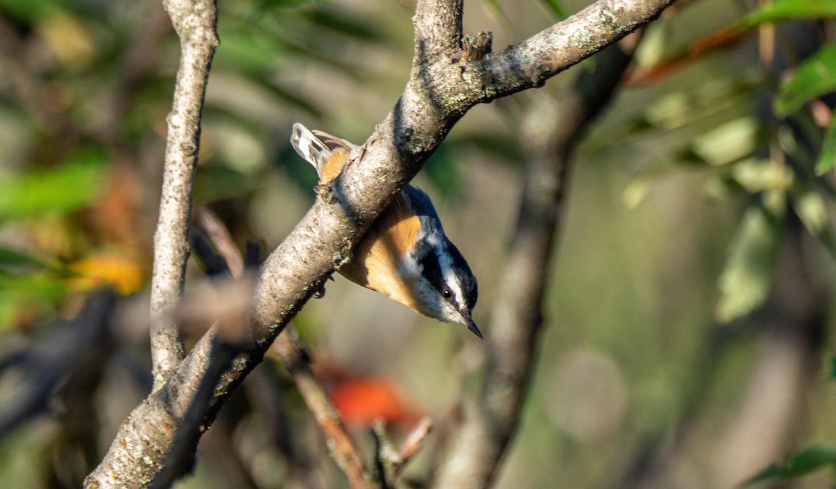 Red-breasted Nuthatch - ML369588661