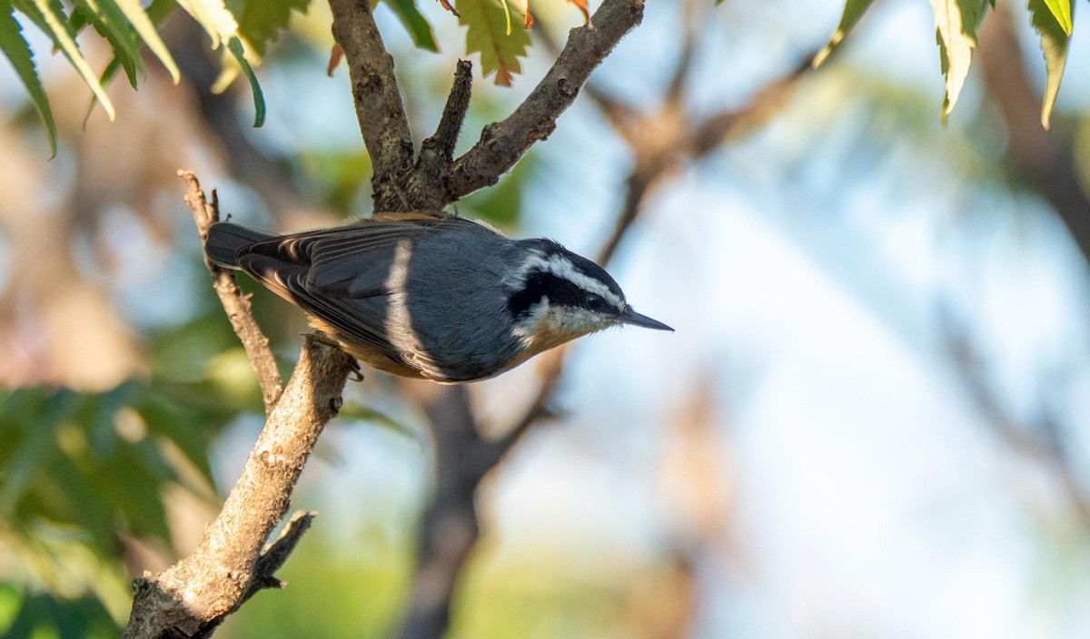 Red-breasted Nuthatch - ML369588681