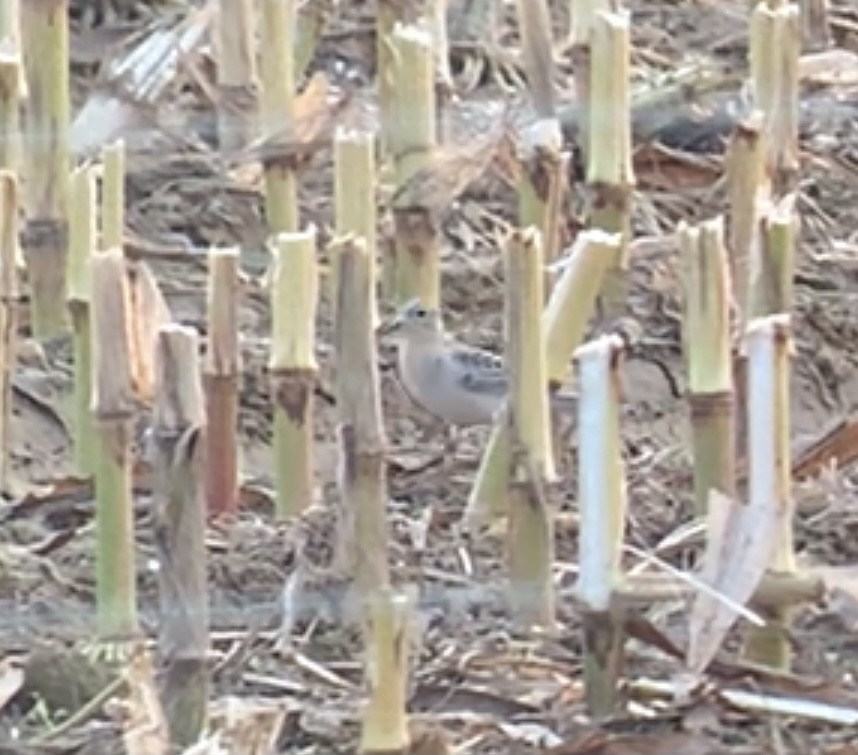 Buff-breasted Sandpiper - ML369588801