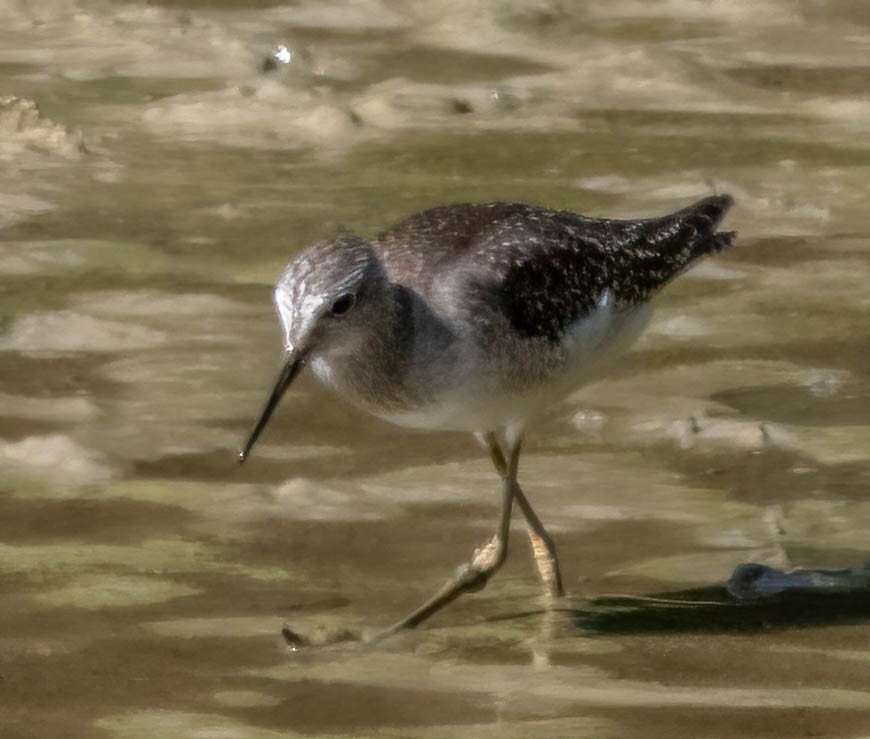 Lesser Yellowlegs - ML369589541