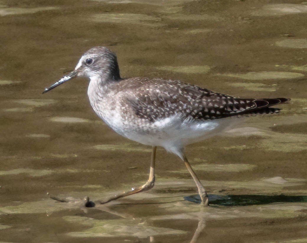 Lesser Yellowlegs - ML369589551