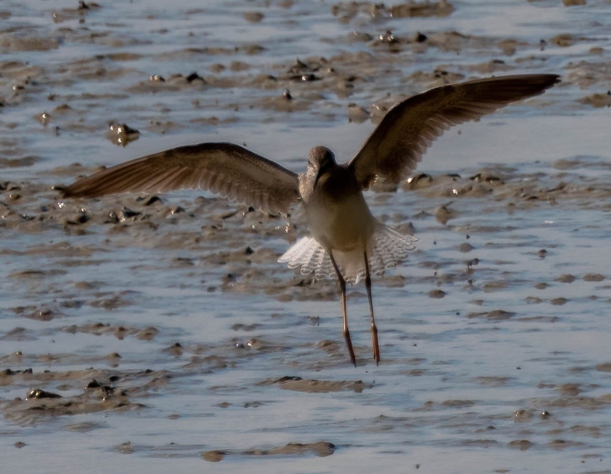 Lesser Yellowlegs - ML369589571